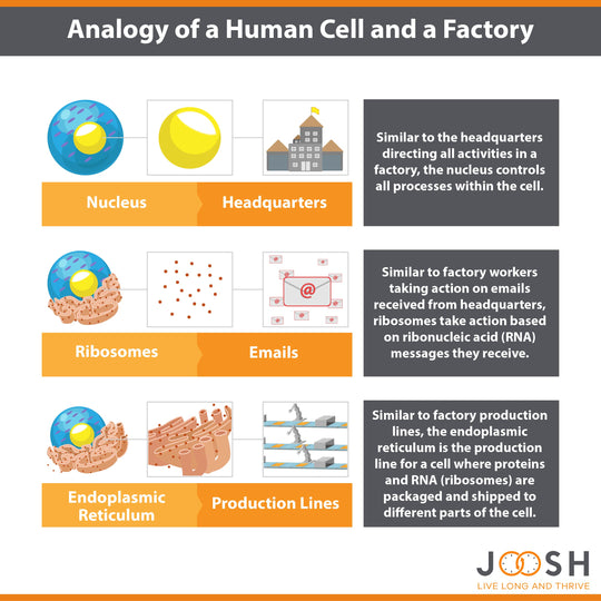 Analogy of a human cell and a factory
