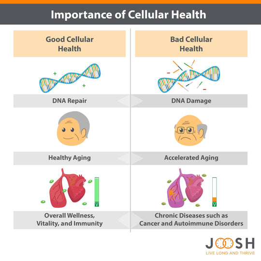 Importance of cellular health
