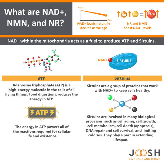 What are NAD+, NMN and NR?