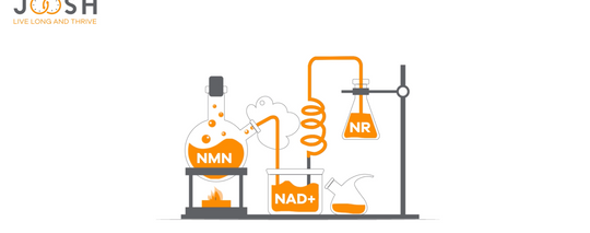 What is the difference between NAD+, NR and NMN?