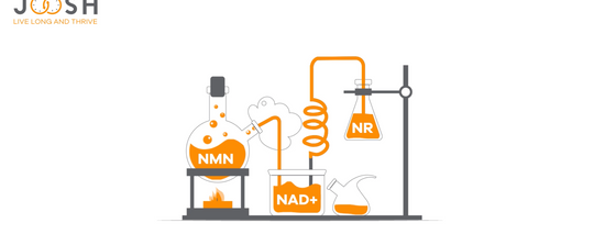 NAD+, NR, NMN: What’s the Difference?