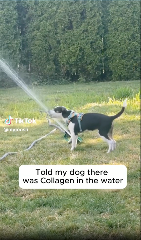 Told my dog there was hydrolyzed collagen in the water
